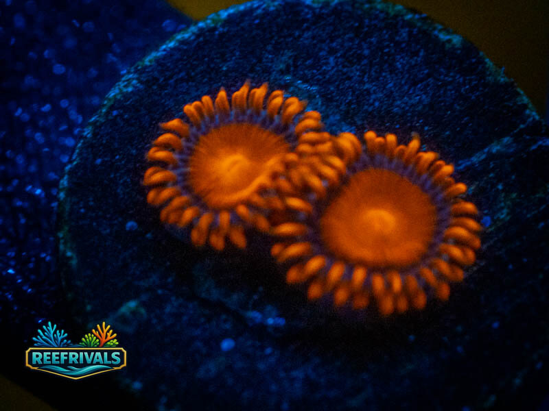 WCC Bam Bam WYSIWYG coral image | ReefRivals WCC Bam Bam coral image from ReefRivals, listed as Zoanthus sp. and Zoas