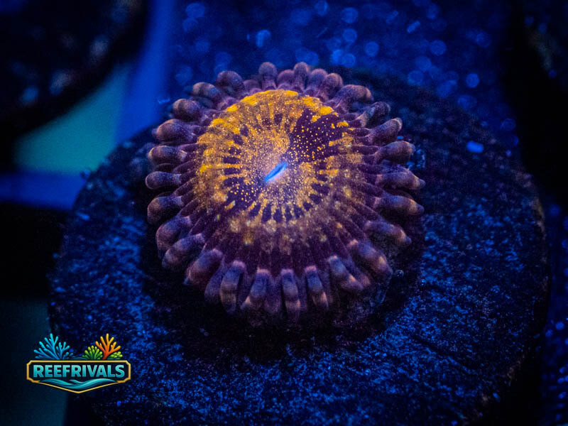 TSA Pandora Zoa coral image from ReefRivals, listed as Zoanthus sp. and Zoas