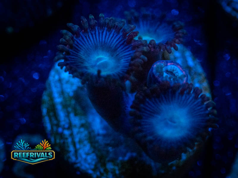 TSA Tubbs Blues coral image from ReefRivals, listed as Zoanthus sp. and Zoas