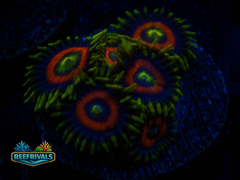WWC Whammin Watermelon Zoa WYSIWYG coral image | ReefRivals WWC Whammin Watermelon Zoa coral image from ReefRivals, listed as Zoanthus sp. and Zoas