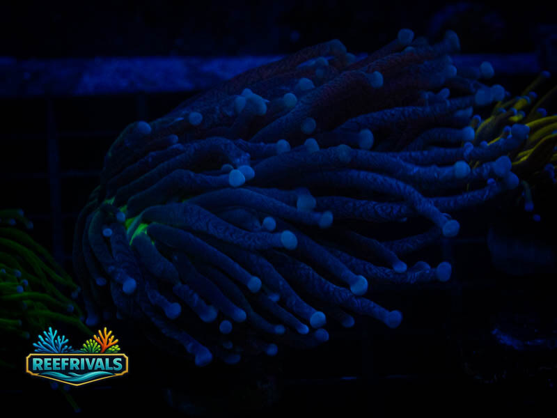TSA Malaysian Miami Torch coral image from ReefRivals, listed as Euphyllia glabrescens and Torches