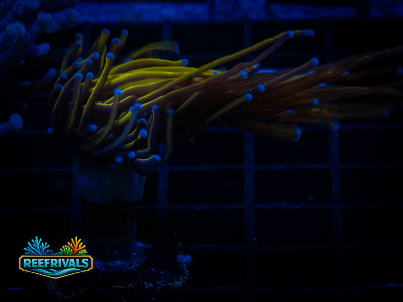 TSA New York Knicks Torch coral image from ReefRivals, listed as Euphyllia glabrescens and Torches