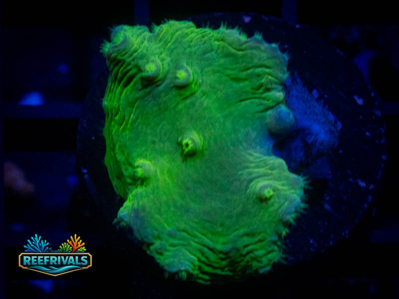 Neon Green Cabbage Leather WYSIWYG coral image | ReefRivals Neon Green Cabbage Leather coral image from ReefRivals, listed as Turbinaria sp. and SPS Plating