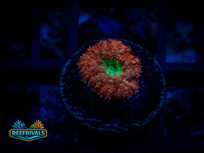 TG Candy Apple Blasto coral image from ReefRivals, listed as Blastomussa sp. and LPS Fleshy