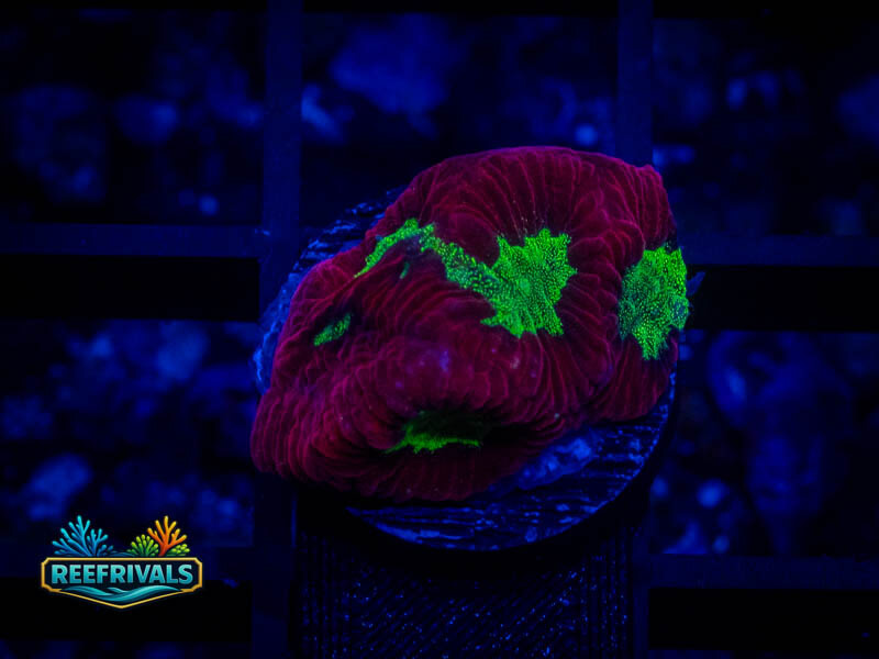 RVL Strawberry Favia coral image from ReefRivals, listed as Favia sp. and Favias