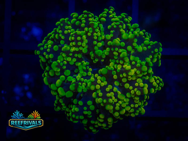 TSA Green Octospawn coral image from ReefRivals, listed as Fimbriaphyllia paraancora and LPS Branching