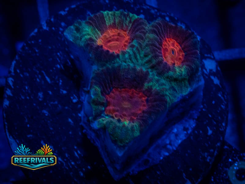 RVL Lizard Egg Favia WYSIWYG coral image | ReefRivals RVL Lizard Egg Favia coral image from ReefRivals, listed as Favia sp. and Favias
