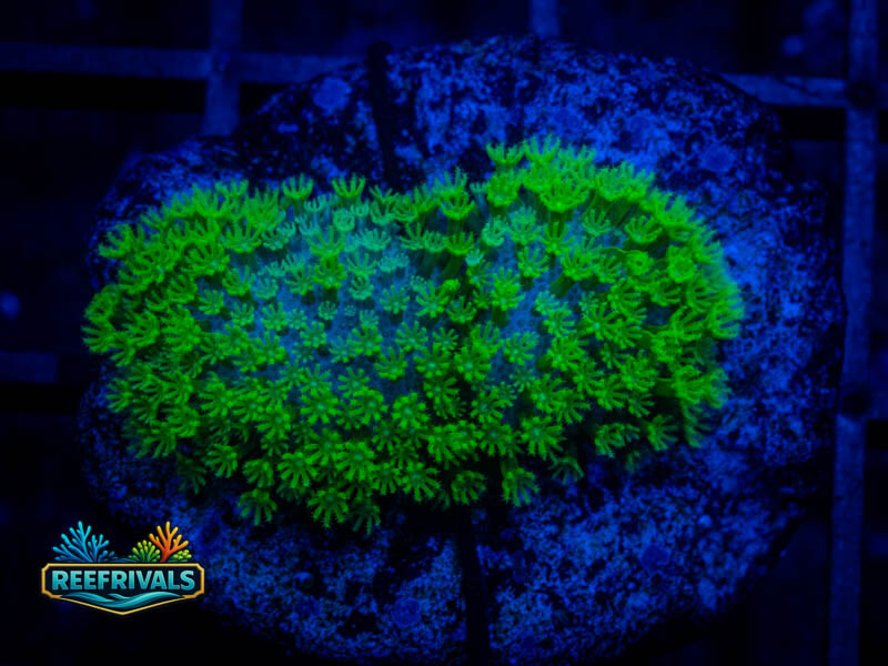 WWC Neon Green Toadstool coral image from ReefRivals, listed as Sarcophyton sp. and Soft Coral