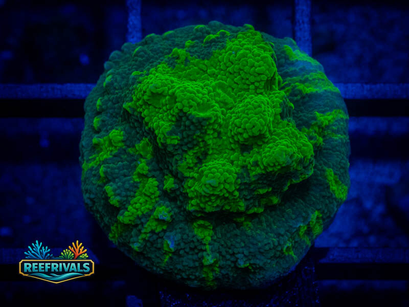 AOG Chernobyl Astreopora WYSIWYG coral image | ReefRivals AOG Chernobyl Astreopora coral image from ReefRivals, listed as Cyphastrea sp. and Soft Coral