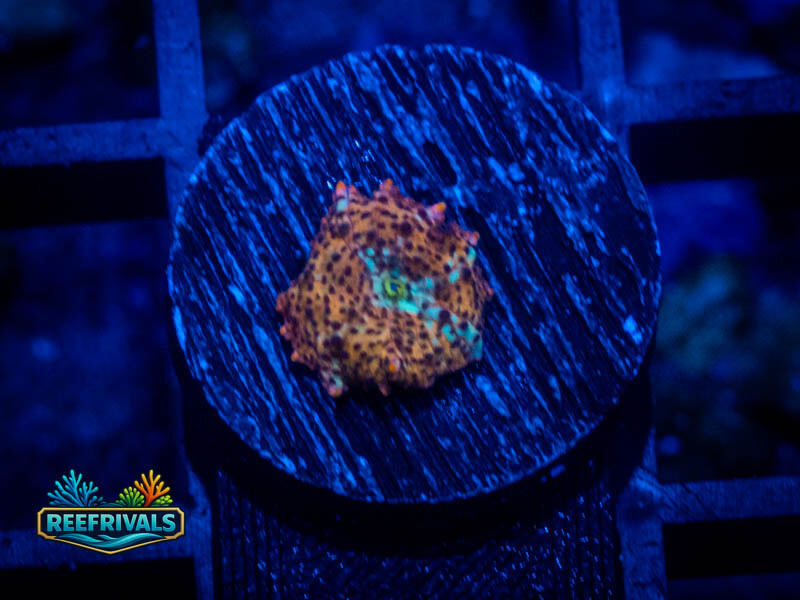QCC Orange Leopard Mushroom coral image from ReefRivals, listed as Discosoma sp. and Mushrooms