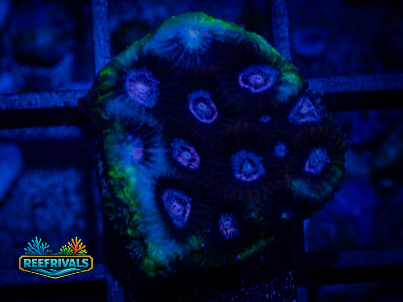 RVL Prince Favia coral image from ReefRivals, listed as Favia sp. and Favias