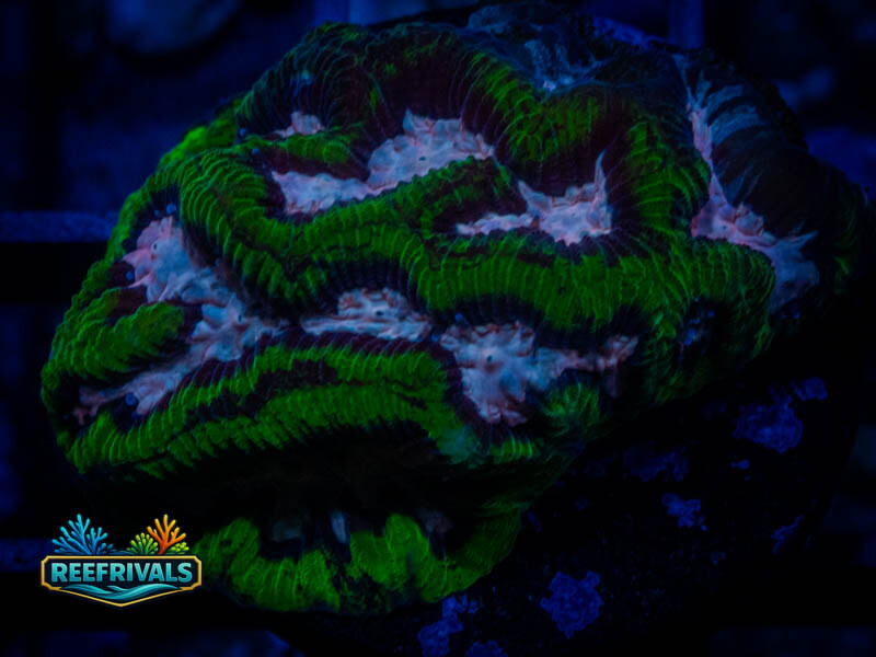 RS Pink Valley Maze Platygyra coral image from ReefRivals, listed as Platygyra sp. and Encrusting