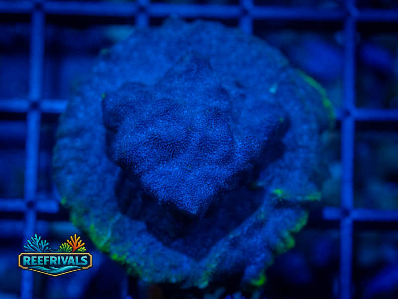 TSA Monsterjam Psammocora coral image from ReefRivals, listed as Psammocora sp. and Encrusting