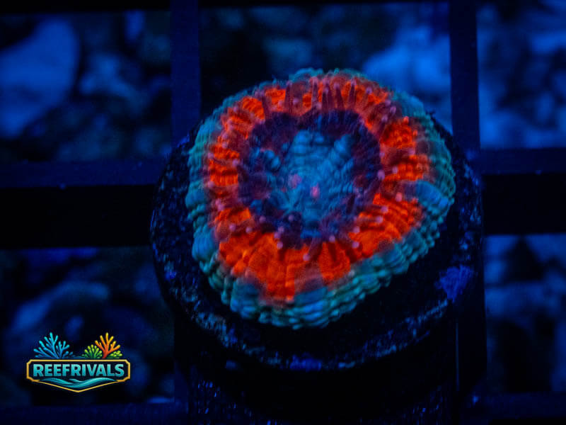 RVL Deep Space Acan coral image from ReefRivals, listed as Micromussa sp. and Acans