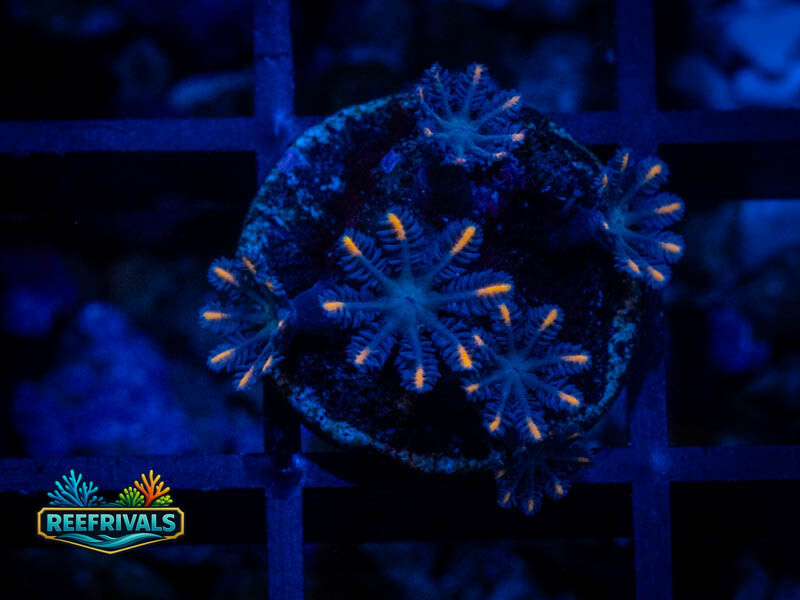 Clove Polyps WYSIWYG coral image | ReefRivals Clove Polyps coral image from ReefRivals, listed as Clavularia sp. and Soft Coral