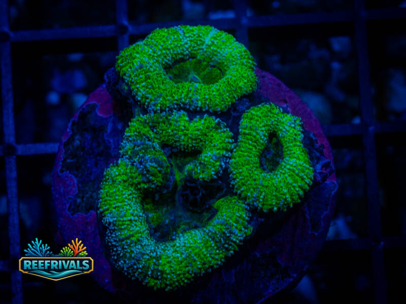TSA Bulbasaur Acan WYSIWYG coral image | ReefRivals TSA Bulbasaur Acan coral image from ReefRivals, listed as Micromussa sp. and Acans