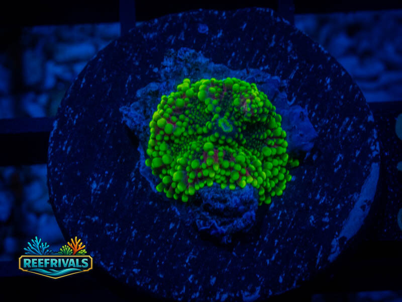 Ricordea yuma Mushroom WYSIWYG coral image | ReefRivals Ricordea yuma Mushroom coral image from ReefRivals, listed as Ricordea yuma and Mushrooms