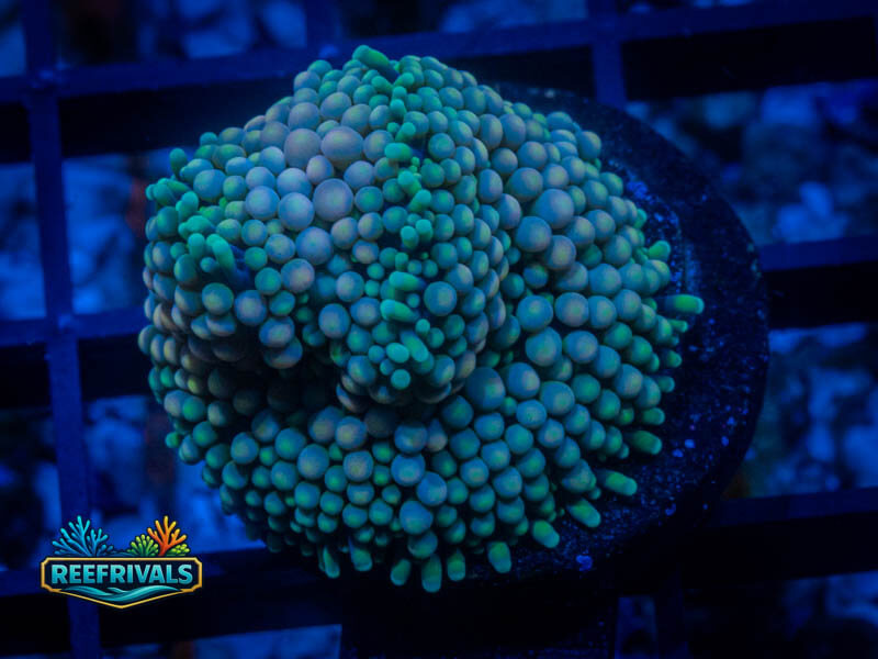 WWC Minty Ricordia Mushroom coral image from ReefRivals, listed as Discosoma sp. and Mushrooms