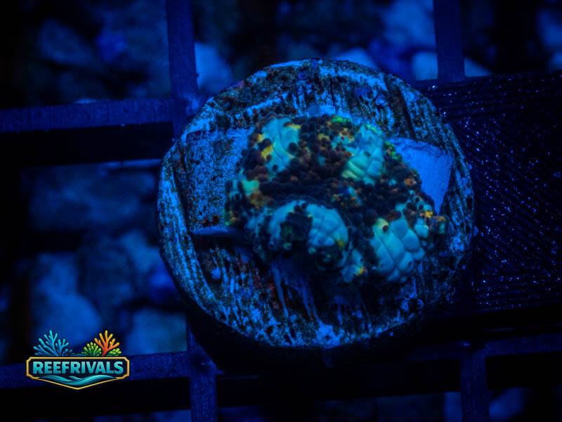 RVL Sky Blue Mushroom WYSIWYG coral image | ReefRivals RVL Sky Blue Mushroom coral image from ReefRivals, listed as Zoanthus sp. and Zoas