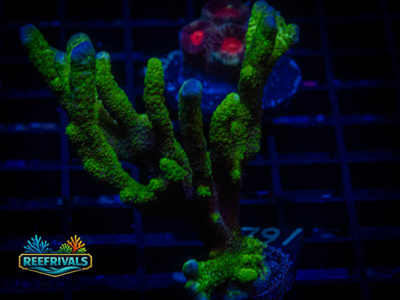 TSA Lime Digitata Monti coral image from ReefRivals, listed as Montipora sp. and Montis