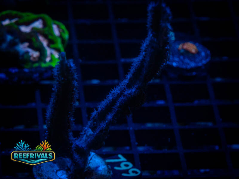 RVL Split Gorgonian WYSIWYG coral image | ReefRivals RVL Split Gorgonian coral image from ReefRivals, listed as Gorgonia sp. and SPS Branching