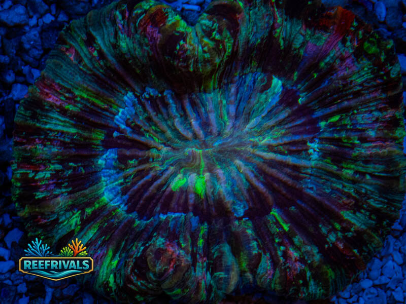 TSA Rainbow Trachy WYSIWYG coral image | ReefRivals TSA Rainbow Trachy coral image from ReefRivals, listed as Trachyphyllia sp. and LPS Fleshy