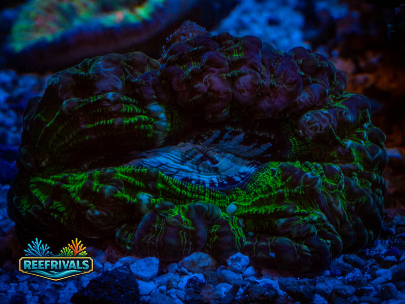 RVL Deep Sea Acanthos (Large) WYSIWYG coral image | ReefRivals RVL Deep Sea Acanthos (Large) coral image from ReefRivals, listed as Acanthophyllia sp. and LPS Fleshy