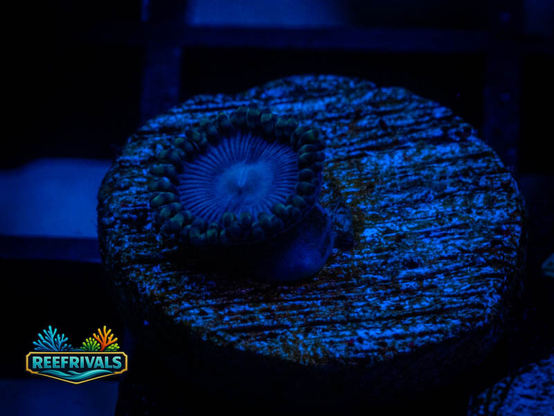 TSA Tubbs Blue Zoa coral image from ReefRivals, listed as Zoanthus sp. and Zoas