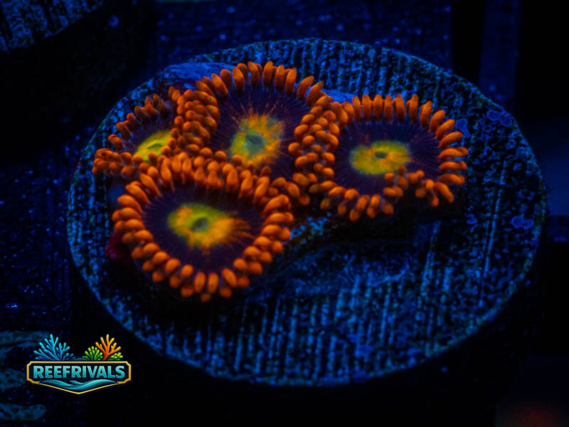 TSA Mandarin Orange Zoa WYSIWYG coral image | ReefRivals TSA Mandarin Orange Zoa coral image from ReefRivals, listed as Zoanthus sp. and Zoas