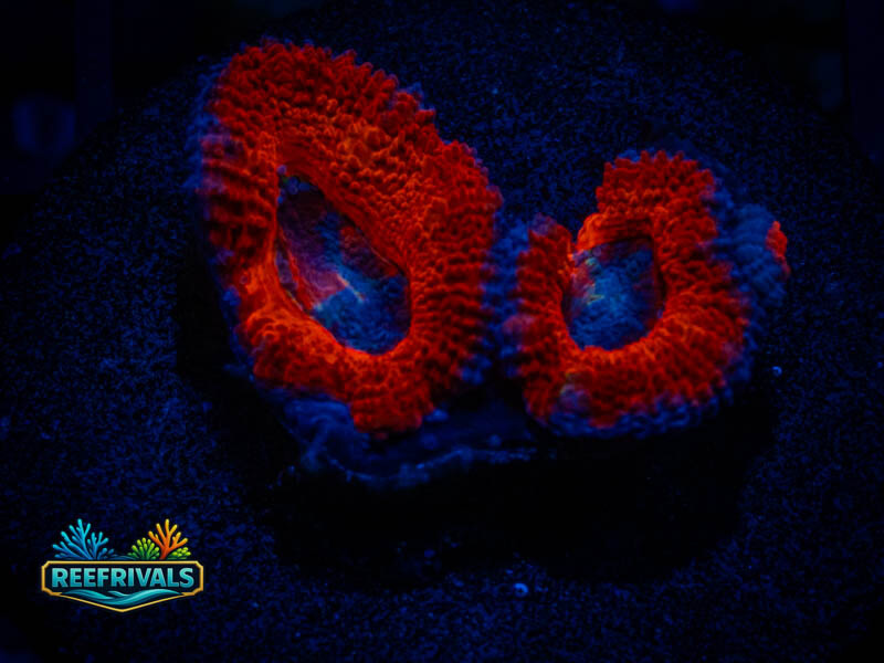 QCC Puffy Red Acan coral image from ReefRivals, listed as Micromussa sp. and Acans