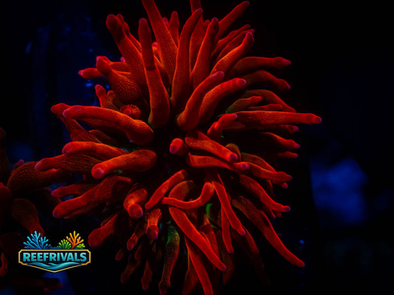 RVL Outer Space BTA Anenome coral image from ReefRivals, listed as Actiniaria sp. and Soft Coral