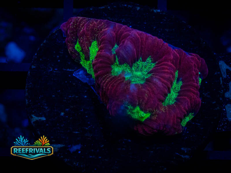 RVL Strawberry Favia coral image from ReefRivals, listed as Favia sp. and Favias