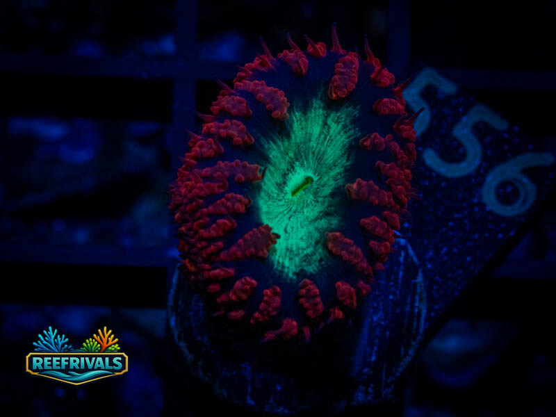 TSA Blastzone Blasto coral image from ReefRivals, listed as Blastomussa sp. and LPS Fleshy