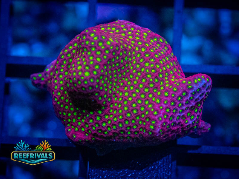 WWC Electric Daisy Stylo coral image from ReefRivals, listed as Stylocoeniella spp. and Encrusting
