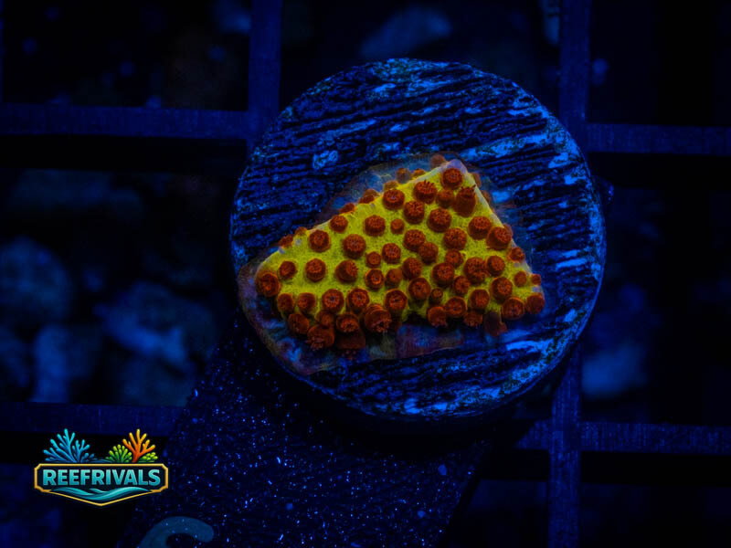 JF Burning Banana Stylo coral image from ReefRivals, listed as Stylocoeniella spp. and SPS Branching