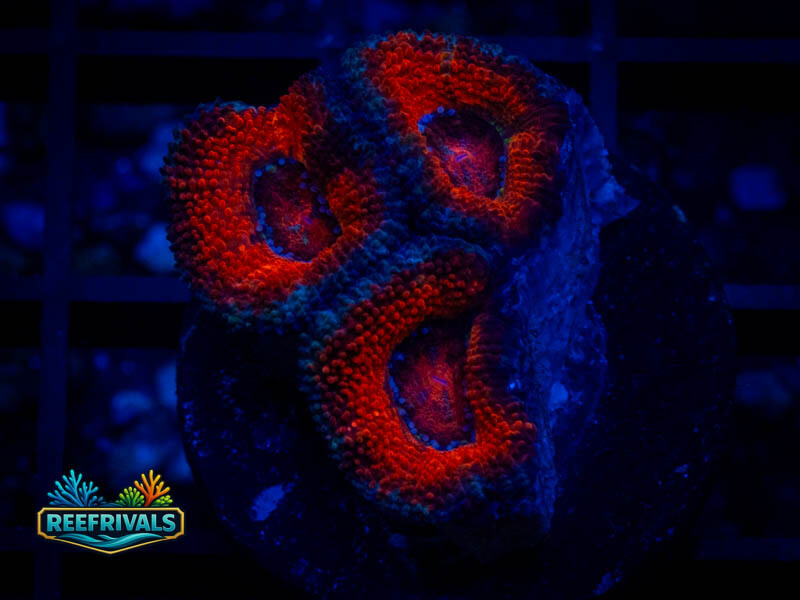 RVL Smiley Acan coral image from ReefRivals, listed as Micromussa sp. and Acans
