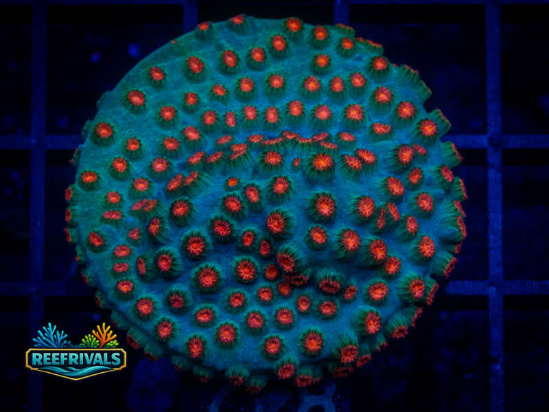 WWC Meteor Shower Cyphastrea coral image from ReefRivals, listed as Cyphastrea sp. and Encrusting