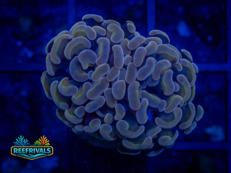 Hologram Hammer WYSIWYG coral image | ReefRivals Hologram Hammer coral image from ReefRivals, listed as Fimbriaphyllia ancora and Hammers