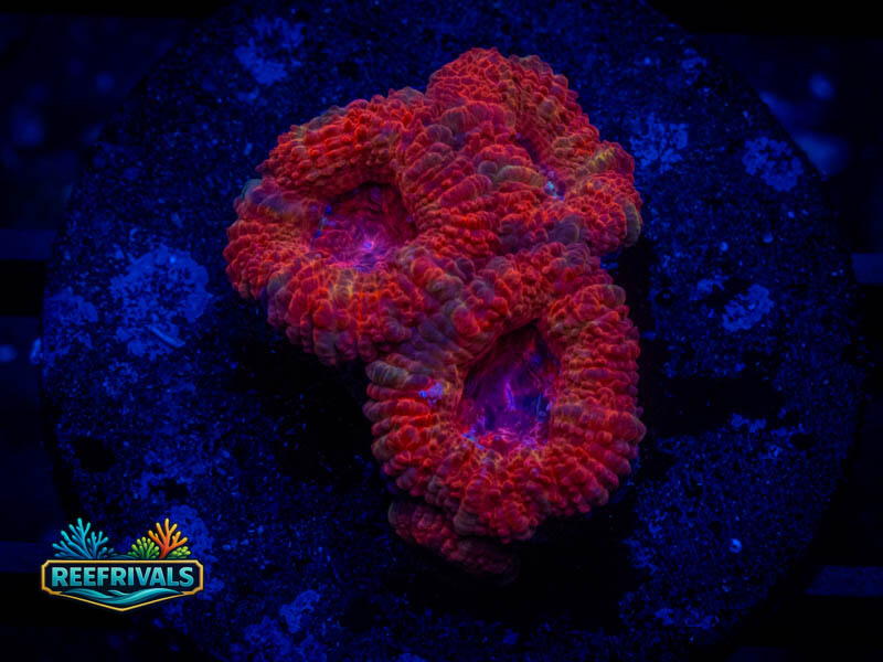 RVL Brand New Day Acan WYSIWYG coral image | ReefRivals RVL Brand New Day Acan coral image from ReefRivals, listed as Micromussa sp. and Acans