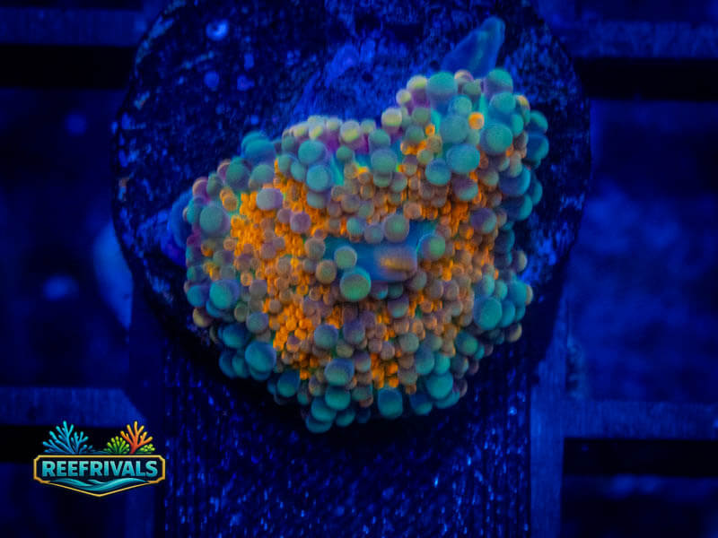 WWC Mango Snobbin Yuma Mushroom coral image from ReefRivals, listed as Ricordea yuma and Mushrooms