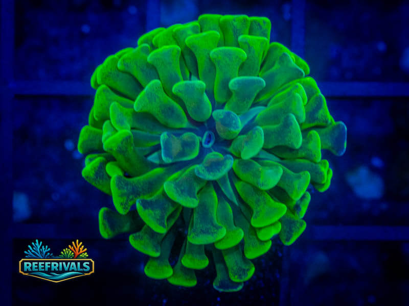 QCC Toxic Green Hammer coral image from ReefRivals, listed as Fimbriaphyllia ancora and Hammers