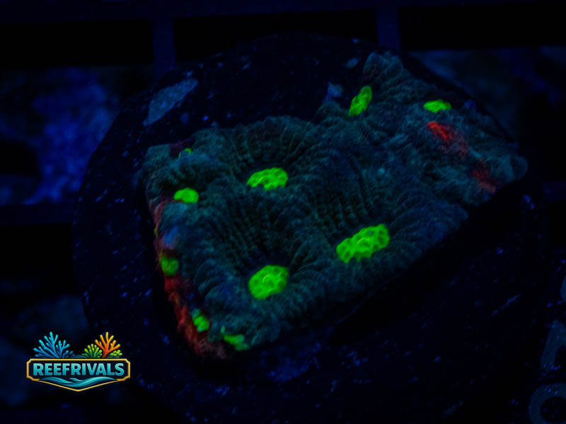 RVL Green Eyed Favia coral image from ReefRivals, listed as Favia sp. and Favias