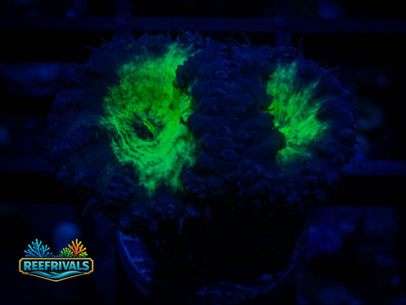 TSA Suckerberry Blasto coral image from ReefRivals, listed as Blastomussa sp. and Soft Coral