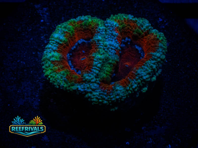 RVL Christmas Acan coral image from ReefRivals, listed as Micromussa sp. and Acans