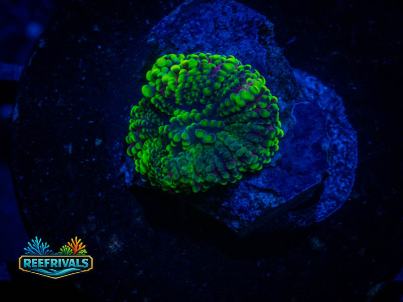 RVL Ultra Mushroom coral image from ReefRivals, listed as Ricordea yuma and Mushrooms