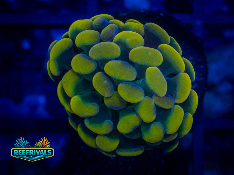 Holy Grail Hammer coral image from ReefRivals, listed as Fimbriaphyllia ancora and Hammers
