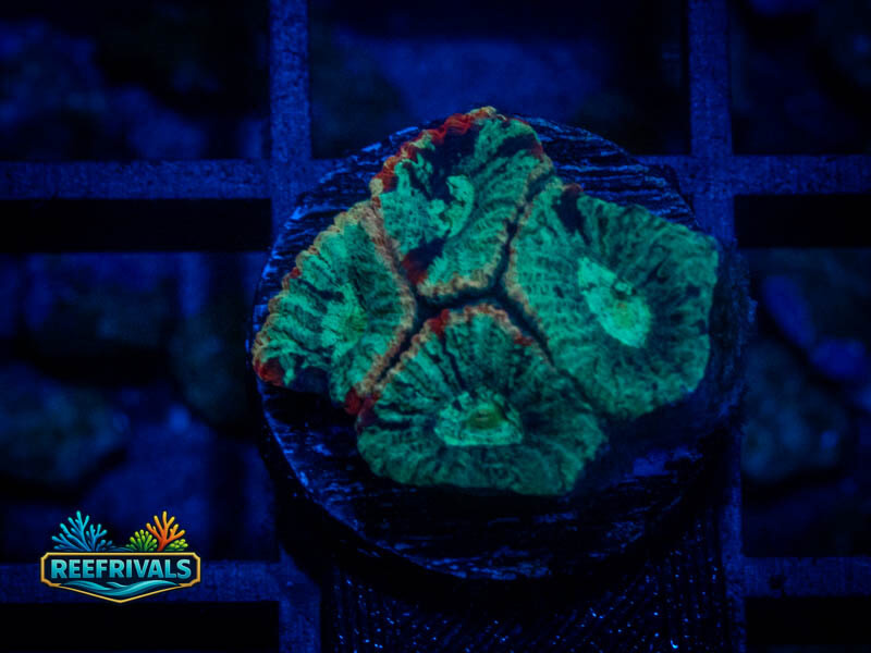 RVL Lava Rim Favia coral image from ReefRivals, listed as Favia sp. and Favias