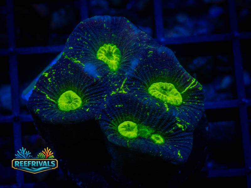 RVL Toxic Oil Spill Favia coral image from ReefRivals, listed as Favia sp. and Favias