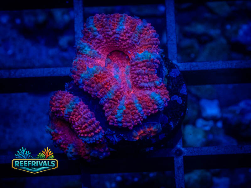 RVL Pinstripe Acan coral image from ReefRivals, listed as Micromussa sp. and Acans