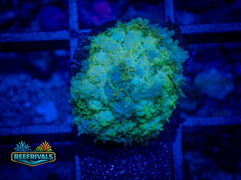 RVL Winter Mint Mushroom coral image from ReefRivals, listed as Rhodactis spp. and Mushrooms